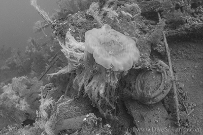 SS Worcestershire Jellyfish